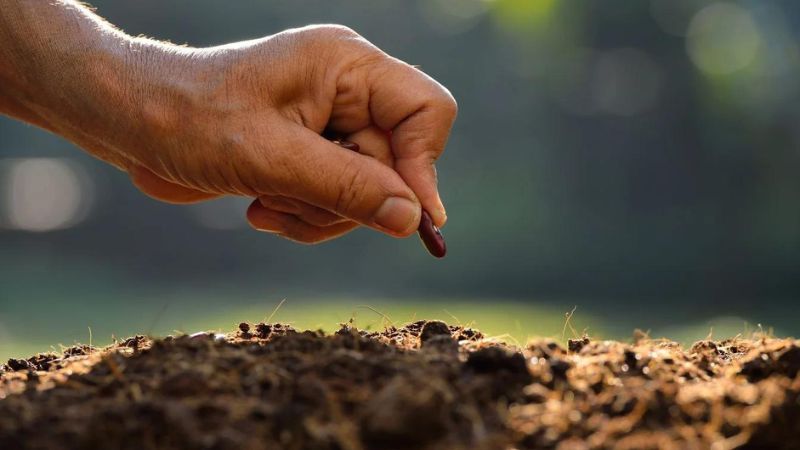 Benefits Of Heirloom Seeds In Organic Farming