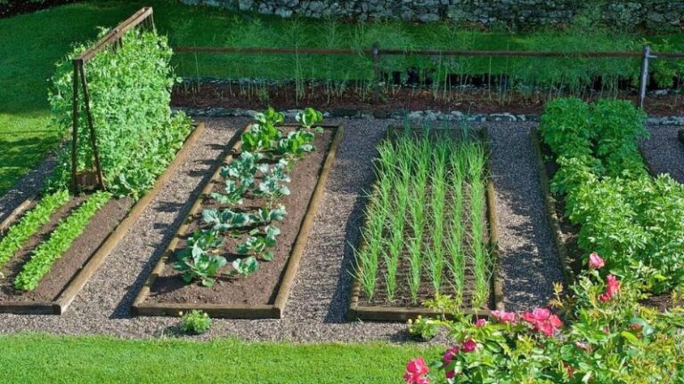 How To Start An Organic Vegetable Garden