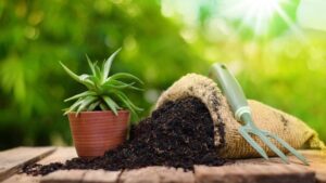 Organic Fertilizers For Vegetable Gardens
