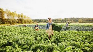 Sustainable Organic Farming Practices