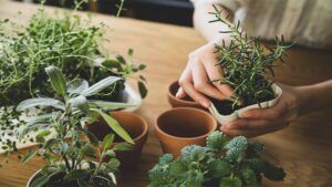 Tips For Herb Gardening in Small Spaces