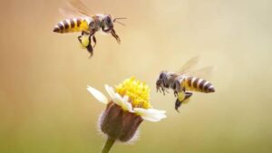 Ways To Attract Pollinators To Your Farms