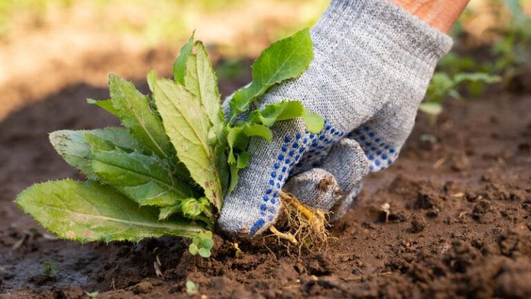Ways To Control Weeds Without Chemicals