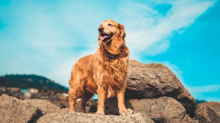 8 Dog Breeds Most Similar to Golden Retrievers