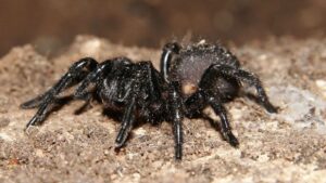 7 Deadliest Spiders On Earth