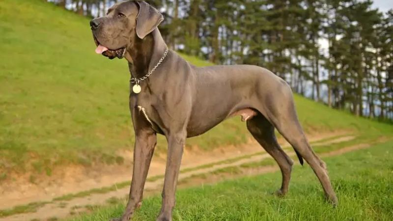 7 Large Dog Breeds That Make Great Pets