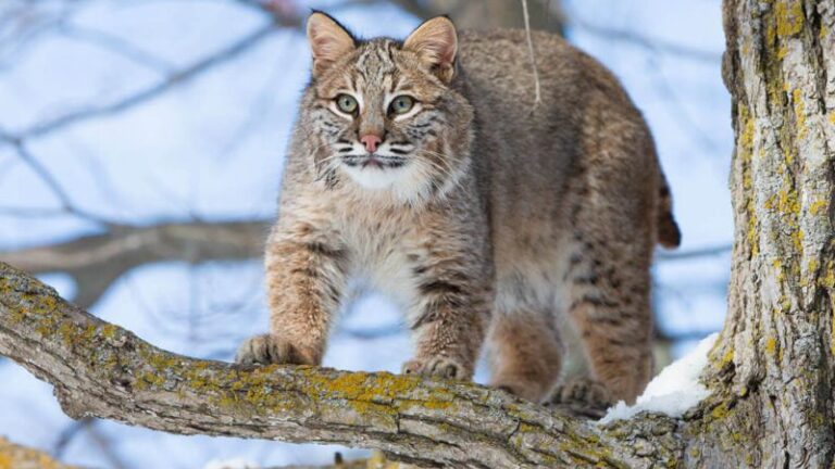 The Top 7 Most Likely Places To Encounter Bobcats In The United States